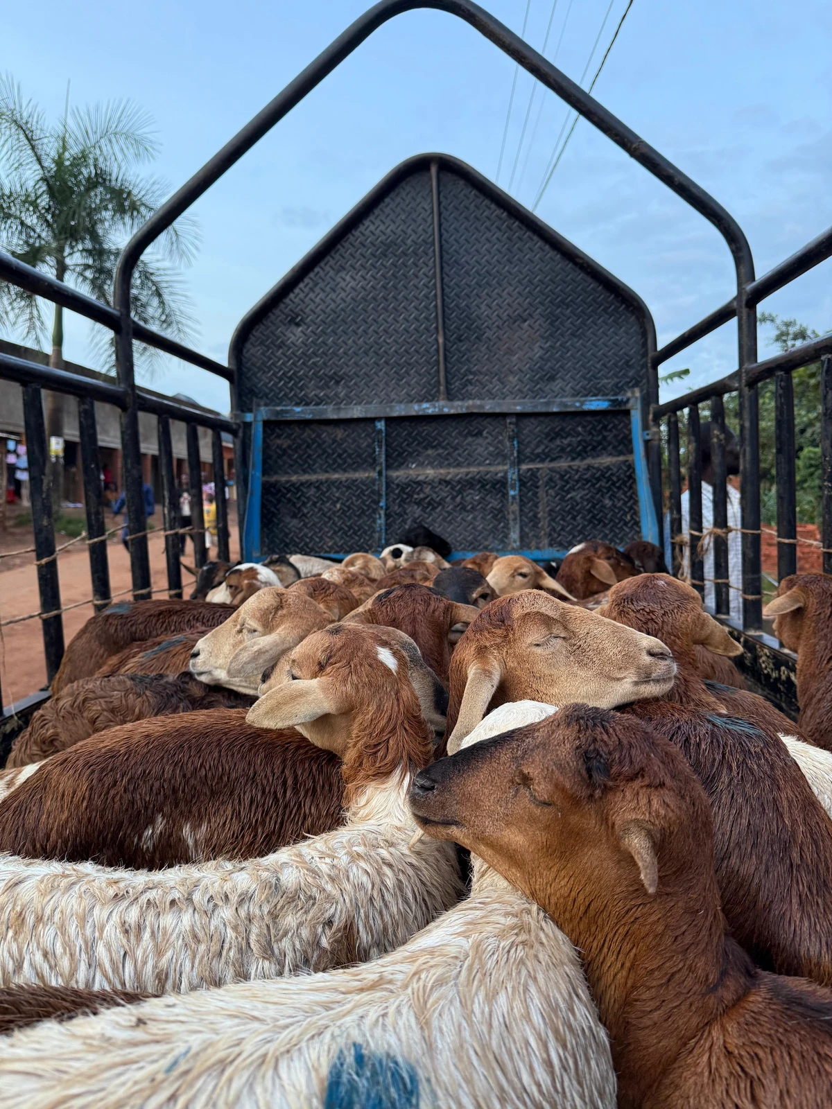 Familie in Uganda erhält Halal-Kurban-Fleisch